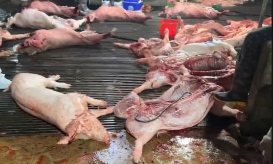 Hà Nội: Siết chặt chuỗi cung ứng thực phẩm học đường sau vụ 300 tấn thịt lợn bệnh